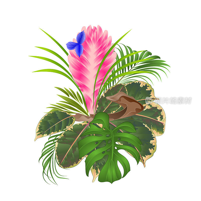 蓝花Tillandsia cyanea上的一枝花束与热带花卉棕榈，白底上的philodendron复古矢量插图可编辑